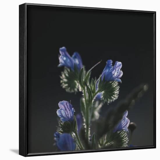 Summer flowers on the roadsides of Bielefeld-Nadja Jacke-Framed Photographic Print