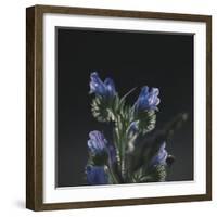 Summer flowers on the roadsides of Bielefeld-Nadja Jacke-Framed Photographic Print