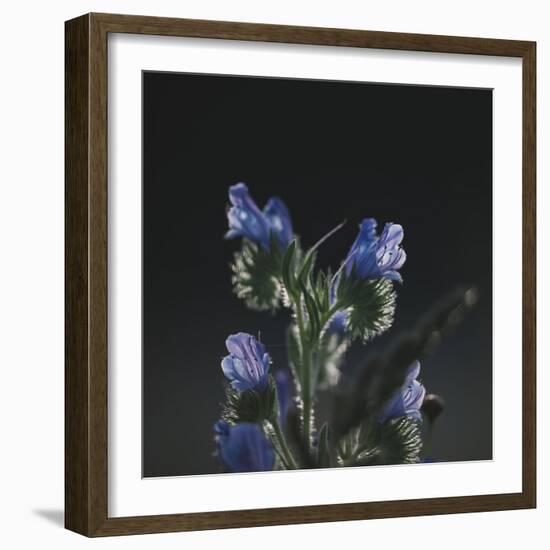 Summer flowers on the roadsides of Bielefeld-Nadja Jacke-Framed Photographic Print