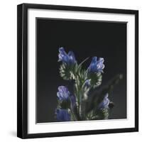 Summer flowers on the roadsides of Bielefeld-Nadja Jacke-Framed Photographic Print