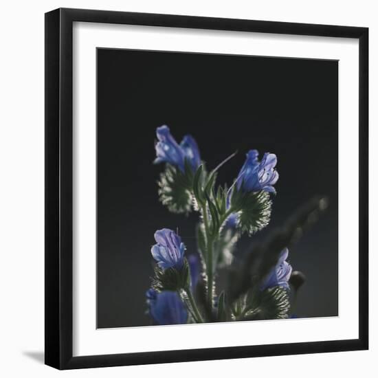 Summer flowers on the roadsides of Bielefeld-Nadja Jacke-Framed Photographic Print