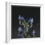 Summer flowers on the roadsides of Bielefeld-Nadja Jacke-Framed Photographic Print