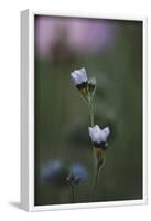 Summer flowers on the roadsides of Bielefeld-Nadja Jacke-Framed Photographic Print