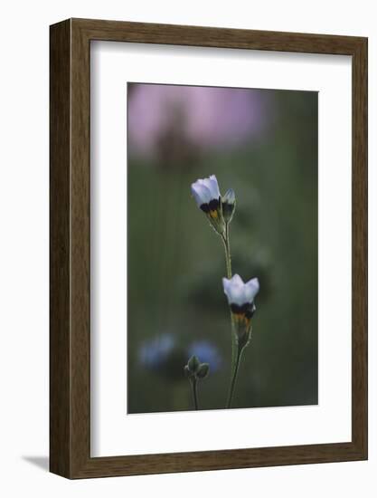 Summer flowers on the roadsides of Bielefeld-Nadja Jacke-Framed Photographic Print