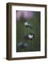 Summer flowers on the roadsides of Bielefeld-Nadja Jacke-Framed Photographic Print