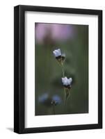 Summer flowers on the roadsides of Bielefeld-Nadja Jacke-Framed Photographic Print