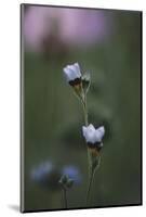 Summer flowers on the roadsides of Bielefeld-Nadja Jacke-Mounted Photographic Print