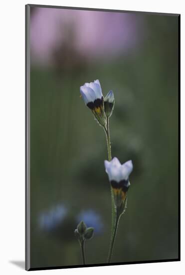 Summer flowers on the roadsides of Bielefeld-Nadja Jacke-Mounted Photographic Print