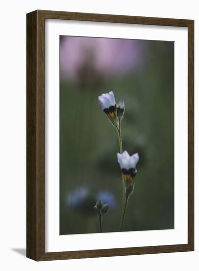 Summer flowers on the roadsides of Bielefeld-Nadja Jacke-Framed Photographic Print