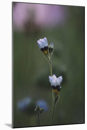 Summer flowers on the roadsides of Bielefeld-Nadja Jacke-Mounted Photographic Print