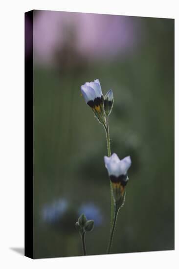 Summer flowers on the roadsides of Bielefeld-Nadja Jacke-Stretched Canvas