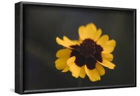 Summer flowers on the roadsides of Bielefeld-Nadja Jacke-Framed Photographic Print