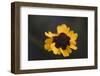 Summer flowers on the roadsides of Bielefeld-Nadja Jacke-Framed Photographic Print