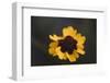 Summer flowers on the roadsides of Bielefeld-Nadja Jacke-Framed Photographic Print