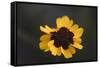 Summer flowers on the roadsides of Bielefeld-Nadja Jacke-Framed Stretched Canvas