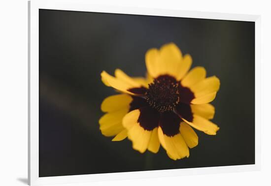 Summer flowers on the roadsides of Bielefeld-Nadja Jacke-Framed Photographic Print