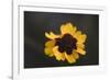 Summer flowers on the roadsides of Bielefeld-Nadja Jacke-Framed Photographic Print