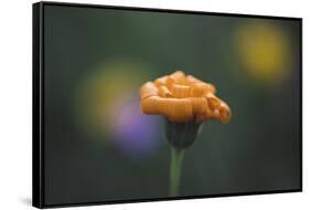 Summer flowers on the roadsides of Bielefeld-Nadja Jacke-Framed Stretched Canvas