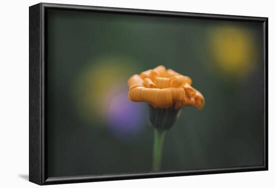 Summer flowers on the roadsides of Bielefeld-Nadja Jacke-Framed Photographic Print