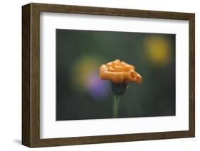 Summer flowers on the roadsides of Bielefeld-Nadja Jacke-Framed Photographic Print