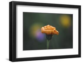 Summer flowers on the roadsides of Bielefeld-Nadja Jacke-Framed Photographic Print