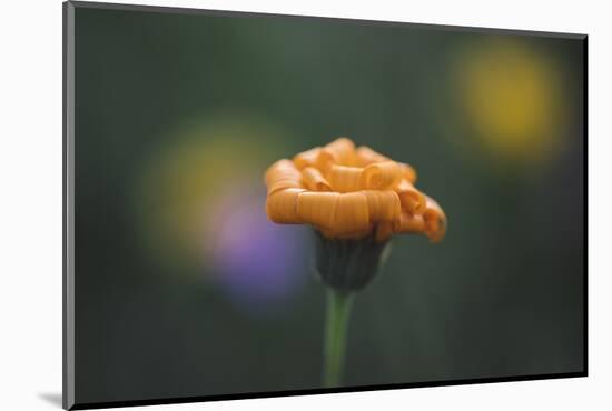 Summer flowers on the roadsides of Bielefeld-Nadja Jacke-Mounted Photographic Print