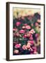 Summer Flowers Outdoors-Carolina Hernandez-Framed Photographic Print