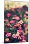 Summer Flowers Outdoors-Carolina Hernandez-Mounted Photographic Print
