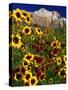 Summer Flowers, Springdale, Utah-David Carriere-Stretched Canvas