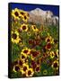 Summer Flowers, Springdale, Utah-David Carriere-Framed Stretched Canvas