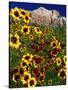 Summer Flowers, Springdale, Utah-David Carriere-Stretched Canvas