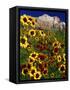 Summer Flowers, Springdale, Utah-David Carriere-Framed Stretched Canvas