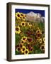 Summer Flowers, Springdale, Utah-David Carriere-Framed Photographic Print