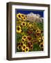 Summer Flowers, Springdale, Utah-David Carriere-Framed Photographic Print