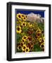 Summer Flowers, Springdale, Utah-David Carriere-Framed Photographic Print
