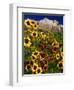 Summer Flowers, Springdale, Utah-David Carriere-Framed Photographic Print