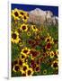 Summer Flowers, Springdale, Utah-David Carriere-Framed Photographic Print