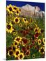 Summer Flowers, Springdale, Utah-David Carriere-Mounted Photographic Print