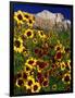 Summer Flowers, Springdale, Utah-David Carriere-Framed Photographic Print