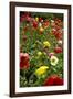 Summer Flowers-Dietmar Najak-Framed Photographic Print