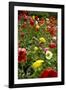 Summer Flowers-Dietmar Najak-Framed Photographic Print