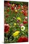 Summer Flowers-Dietmar Najak-Mounted Photographic Print