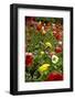 Summer Flowers-Dietmar Najak-Framed Photographic Print