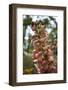 Summer Flowers-Dietmar Najak-Framed Photographic Print