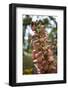 Summer Flowers-Dietmar Najak-Framed Photographic Print