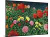 Summer Flowers-Kevin Dodds-Mounted Giclee Print