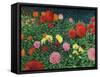 Summer Flowers-Kevin Dodds-Framed Stretched Canvas