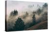 Summer Fog Impressions, Mount Tamalpais, Northern California-Vincent James-Stretched Canvas