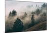 Summer Fog Impressions, Mount Tamalpais, Northern California-Vincent James-Mounted Photographic Print
