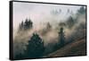 Summer Fog Impressions, Mount Tamalpais, Northern California-Vincent James-Framed Stretched Canvas